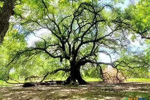 2224 Levee Rd, Bloomington, TX 77951 - Photo 12