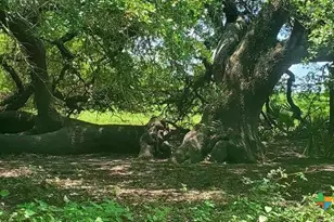 2224 Levee Rd, Bloomington, TX 77951 - Photo 28