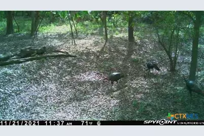 2224 Levee Road, Bloomington, TX 77951 - Photo 34