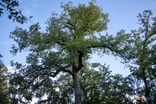 1698 Co Rd 327, Caldwell, TX 77836 - Photo 32