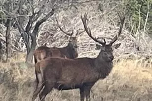 Lot 175 Heartleaf Dr, Lampasas, TX 76550 - Photo 12