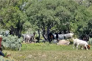 1860 Rocky Ridge Rd, Uvalde, TX 78801 - Photo 22