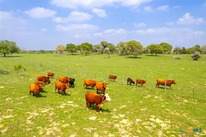 243 County Road 442, Harwood, TX 78632 - Photo 6