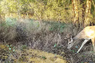 0000 East Gillis St, Cameron, TX 76520 - Photo 32