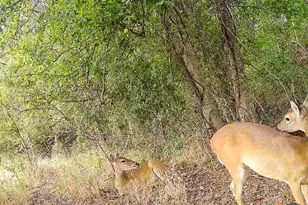 0000 East Gillis St, Cameron, TX 76520 - Photo 30