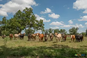 6887 Von Ormy Rd, Von Ormy, TX 78073 - Photo 42