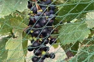 15049 Ranch Rd 101, Kempner, TX 76539 - Photo 20