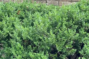 1600 Halbert St, Killeen, TX 76541 - Photo 4