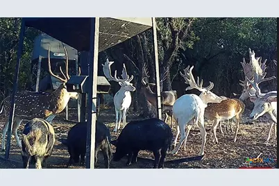 1782 Fm 218, Hamilton, TX 76531 - Photo 6