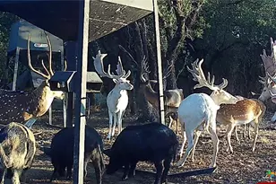 1782 FM 218, Hamilton, TX 76531 - Photo 6