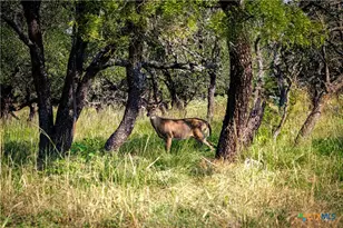 1782 FM 218, Hamilton, TX 76531 - Photo 4