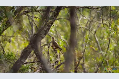 28084 Delafield Drive, New Braunfels, TX 78132 - Photo 8