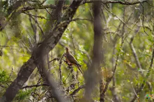 28084 Delafield Dr, New Braunfels, TX 78132 - Photo 8