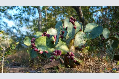 916 County Road 421, Waelder, TX 78959 - Photo 18