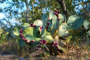 916 Co Rd 421, Waelder, TX 78959 - Photo 18
