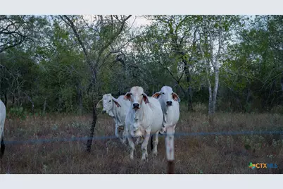 916 County Road 421, Waelder, TX 78959 - Photo 6