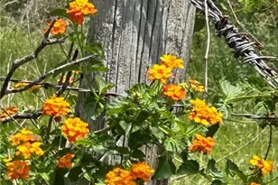 1912 Seminole Trail, Dale, TX 78616 - Photo 28