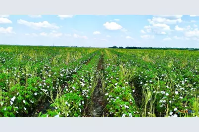 0000 North Baker Road, Guy, TX 77444 - Photo 2