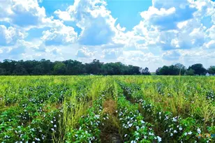 0000 North Baker Rd, Guy, TX 77444 - Photo 6