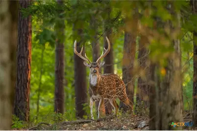 10326 Cr 3112 N, Kilgore, TX 75662 - Photo 16