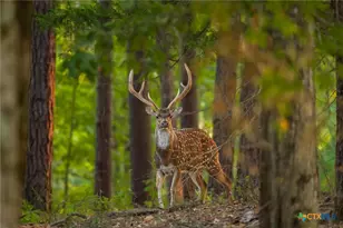 10326 Cr 3112 N, Kilgore, TX 75662 - Photo 16