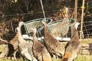 2354 Fm 2438, Seguin, TX 78155 - Photo 40