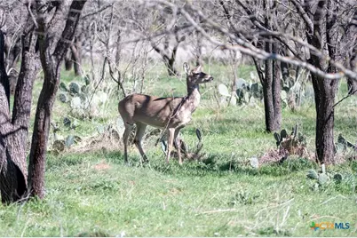 25 Acres Private Road 1789, Bend, TX 77418 - Photo 4