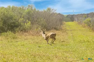 000 Fm 239, Tivoli, TX 77990 - Photo 26