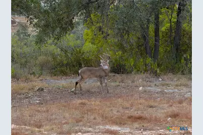 1232 Kings Cove Dr, Canyon Lake, TX 78133 - Photo 10