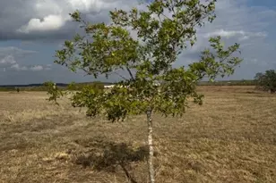 3883 Tschoepe Rd, Seguin, TX 78155 - Photo 12