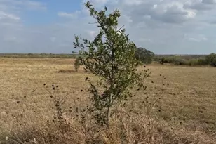 3883 Tschoepe Rd, Seguin, TX 78155 - Photo 8