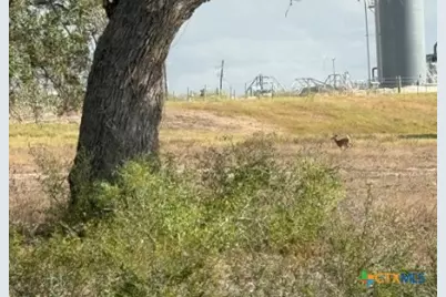 4689 County Road 302, Runge, TX 78151 - Photo 4