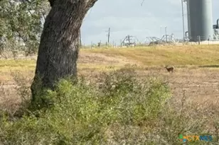 4689 County Rd 302, Runge, TX 78151 - Photo 4