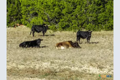 853 County Road 4390, Kempner, TX 76539 - Photo 34