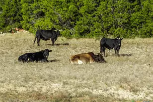 853 County Rd 4390, Kempner, TX 76539 - Photo 34