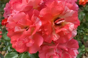 2931 Aller, New Braunfels, TX 78130 - Photo 4