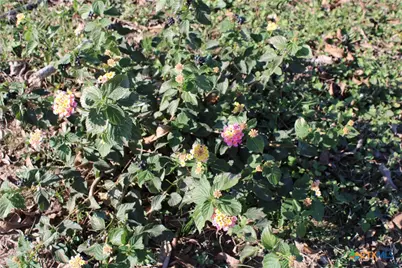 2742 W Kingsbury Street, Seguin, TX 78155 - Photo 32