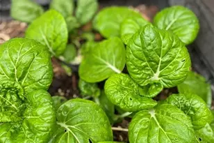 1651 Gruene Grass, New Braunfels, TX 78130 - Photo 34