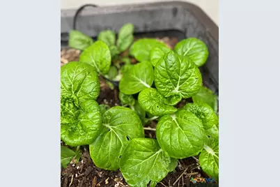 1651 Gruene Grass, New Braunfels, TX 78130 - Photo 34