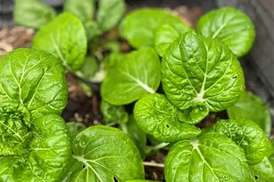 1651 Gruene Grass, New Braunfels, TX 78130 - Photo 34