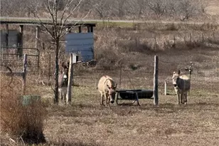 9684 FM437, Rogers, TX 76569 - Photo 10