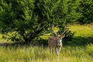 3259 Schumann Rd, Stonewall, TX 78671 - Photo 8