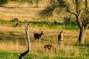 3259 Schumann Rd, Stonewall, TX 78671 - Photo 40