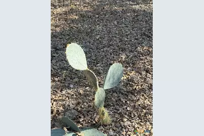 0 Fm-1447, Yoakum, TX 77995 - Photo 4