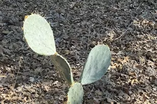 0 FM 1447, Yoakum, TX 77995 - Photo 4