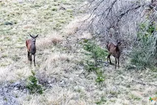 405 Heartleaf Dr, Lampasas, TX 76550 - Photo 6