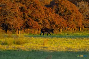 Tbd Tx-123, Seguin, TX 78155 - Photo 12