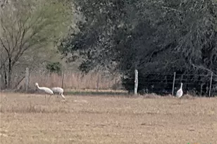 15631 FM 682, Yoakum, TX 77995 - Photo 42