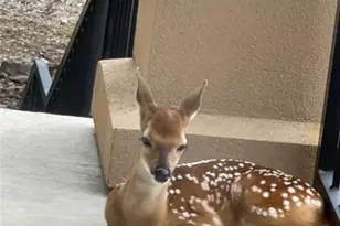 2171 Sierra Madre, Canyon Lake, TX 78133 - Photo 44