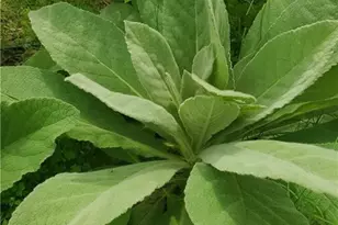 1217 Craig St, Copperas Cove, TX 76522 - Photo 36